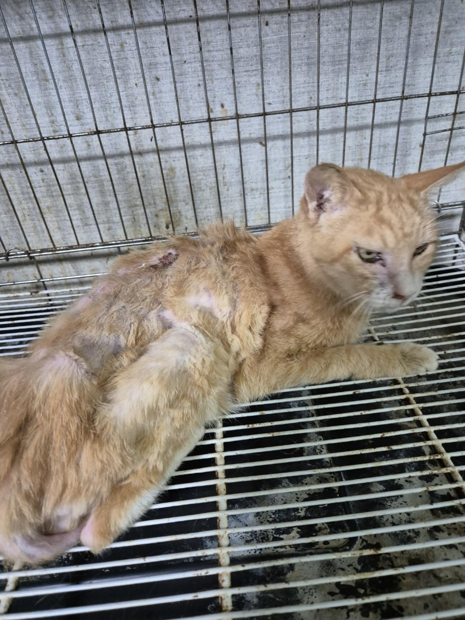 보호중 한국 고양이…